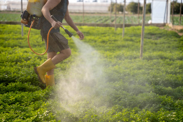 Best Wasp Removal Services  in Feather Sound, FL