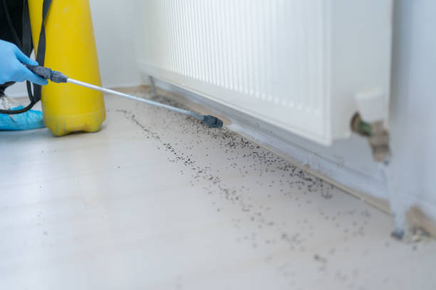 Best Mosquito Control Services  in Feather Sound, FL